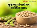 Soybean Bajarbhav : पिवळ्या सोयाबीनला एकाही बाजार समितीत हमीभाव नाही, वाचा आजचे बाजारभाव - Marathi News | latest News todays Yellow Soybean has no guaranteed price in any market yards check here details | Latest agriculture News at Lokmat.com