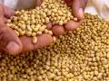 केवळ ३ लाख क्विंटल ‘सोयाबीन’चेच प्रमाणीकरण! - Marathi News | Only 3 lakh quintals of soybean certified! | Latest akola News at Lokmat.com