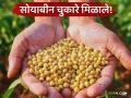 Soybean Procurement Payment : शेतकऱ्यांना दिलासा! नाफेडकडून सोयाबीन चुकारे खात्यात जमा वाचा सविस्तर - Marathi News | latest news Soybean Procurement Payment: Relief for farmers! Soybean procurement payment will be credited to the account of NAFED. Read in detail | Latest agriculture News at Lokmat.com