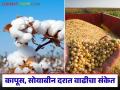 Shetmal Bajarbhav : बाजारभावात हलचल; कापूस,सोयाबीन दरात वाढीचा संकेत वाचा सविस्तर - Marathi News | latest news Shetmal Bajarbhav: Market prices are fluctuating; Read details of indications of increase in cotton and soybean prices | Latest agriculture News at Lokmat.com