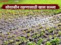 Soybean Crop Management : सोयाबीन शेतकऱ्यांसाठी अलर्ट; पावसात पिकाचे रक्षण करण्याचे तज्ज्ञांचे खास मार्गदर्शन - Marathi News | latest news Soybean Crop Management: Alert for soybean farmers; Special guidance from experts to protect crops during rains | Latest agriculture News at Lokmat.com