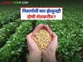 Soybean Kharedi: निसर्गाची मार झेलूनही दोषी शेतकरीच? नाफेडच्या अटींनी सोयाबीन उत्पादक हैराण वाचा सविस्तर - Marathi News | latest news Soybean Kharedi: Farmers are to blame despite facing the brunt of nature? Soybean producers are shocked by NAFED's conditions. Read in detail | Latest agriculture News at Lokmat.com