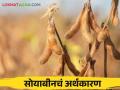 सोयाबीन शेतकऱ्यांची परवड खर्च २० हजार अन् पदरात पडतायत २५ हजार - Marathi News | Soybean crop cost of cultivation is rs 20,000 and farmers get rs 25,000 in hand | Latest agriculture News at Lokmat.com