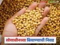 सोयाबीन पेरणीसाठी बियाणे निवडताना उगवण क्षमता तपासणी का करावी? जाणून घ्या सविस्तर - Marathi News | Why should germination test be done when selecting seeds for soybean sowing? Learn in detail | Latest agriculture News at Lokmat.com