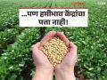 Soyabean Kadhani : सोयाबीन काढणीला वेग आला; पण हमीभाव केंद्रांचा पत्ता नाही! - Marathi News | latest news Soyabean Kadhani: Soybean harvesting has accelerated; but there is no address of the guaranteed price centers! | Latest agriculture News at Lokmat.com