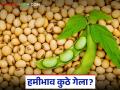 Soybean Market Update : 'या' बाजारात सोयाबीनला फक्त ३,३०० रुपये भाव; काय आहे कारण जाणून घ्या सविस्तर - Marathi News | latest news Soybean Market Update : Soybean is priced at only Rs 3,300 in this market; Know the reason in detail | Latest agriculture News at Lokmat.com