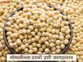 Soybean Market : अतिवृष्टीने मारले, बाजाराने लुटले; सोयाबीनला दराची 'हमी' फक्त कागदावरच! - Marathi News | latest news Soybean Market: Heavy rains killed, market looted; Soybean price 'guarantee' only on paper! | Latest agriculture News at Lokmat.com