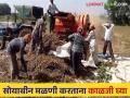 शेतकऱ्यांनो, नुकसान नको असेल तर यंदा सोयाबीन काढणी अन् साठवणूक करताना 'ही' काळजी घ्या - Marathi News | Farmers, if you don't want to lose, take 'this' care while harvesting and storing soybeans this year | Latest agriculture News at Lokmat.com
