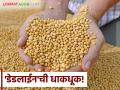 Soybean Procurement : सात दिवसांत सोयाबीन खरेदीचे आव्हान वाचा सविस्तर - Marathi News | Soybean Procurement: Read the challenge of buying soybeans in seven days in detail | Latest agriculture News at Lokmat.com