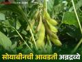 सोयाबीन पिकाला आवडणारी अन्नद्रव्ये कोणती अन् ती कशी द्यावी? - Marathi News | Increase soybean crop yield by providing proper nutrients | Latest agriculture News at Lokmat.com