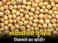 Soybean Market Update : केंद्राचे पत्र; पण राज्याचे घूमजाव : १५ टक्के आर्द्रतेचा निकषाकडे कानाडोळा - Marathi News | Soybean Market Update : Centre's letter; But the movement of the state: soybean 15 percent humidity norm is ignored | Latest agriculture News at Lokmat.com