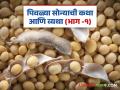 Soybean Market Update: मंगळवारचा अख्खा दिवस गेला मुदतवाढीच्या चर्चेत; मुदतवाढ मिळाली की नाही वाचा सविस्तर - Marathi News | Soybean Market Update: latest news The entire day of Tuesday was spent in discussions about the extension; Read in detail | Latest agriculture News at Lokmat.com