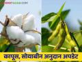 Kapus Soybean Anudan : कापूस, सोयाबीन अनुदानासाठी शेतकऱ्यांमध्ये संभ्रम आता ही नवीन अट - Marathi News | Kapus Soybean Anudan : Confusion among farmers for cotton, soybean subsidy now come this new condition | Latest agriculture News at Lokmat.com