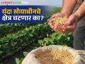 Soyabean Cotton Crop: यंदा खरिपात कपाशीची क्षेत्रवाढ, सोयाबीन माघार घेईल का? वाचा सविस्तर - Marathi News | Soyabean Cotton Crop: latest news Cotton area increased in Kharif this year, will soybean retreat? Read in detail | Latest agriculture News at Lokmat.com