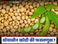 Soybean Kharedi : सरकारने खरेदी केलीच नाही? सोयाबीन उत्पादकांचे कोट्यवधी गेले पाण्यात! - Marathi News | latest news Soybean Kharedi: Didn't the government buy it? Crores of soybean producers have gone down the drain! | Latest agriculture News at Lokmat.com
