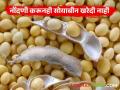 Soybean Kharedi : नोंदणी करूनही सोयाबीन खरेदी नाही; काय आहे कारण वाचा सविस्तर - Marathi News | latest news Soybean Kharedi: Soybean is not purchased despite registration; Read the reason in detail | Latest agriculture News at Lokmat.com