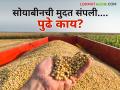 Soybean Market Update: सोयाबीन उत्पादकांची परवड संपेना जाणून घ्या कारण - Marathi News | Soybean Market Update: farmers wants more days for soybean procurement | Latest agriculture News at Lokmat.com