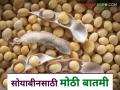 Soybean Kharedi : सोयाबीन उत्पादक शेतकऱ्यांना खुशखबर; सोयाबीन खरेदीची मुदत वाढली - Marathi News | Soybean Kharedi : Good news for soybean farmers; soybean purchase deadline extended | Latest agriculture News at Lokmat.com