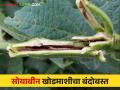 Soybean Khodmashi : सोयाबीन खोडमाशीचा बंदोबस्त करण्यासाठी करा हे सोपे उपाय - Marathi News | Soybean Khodmashi : Follow this easy solution to control of soybean stem fly | Latest agriculture News at Lokmat.com