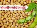 Soybean Kharedi : हमीभाव केंद्रांवर मोठी खरेदी; पण सर्वांना वेळेवर चुकारे मिळाले का? - Marathi News | latest news Soybean Kharedi : Big purchase at guaranteed price centers; But did everyone get their dues on time? | Latest agriculture News at Lokmat.com