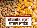 Soybean Maize Market : रविवारचे सोयाबीन, मका बाजारभाव अपडेट वाचा सविस्तर - Marathi News | Soybean Maize Market: Read Sunday's soybean, maize market price update in detail | Latest agriculture News at Lokmat.com