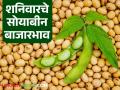 Soybean Bajar Bhav : सोयाबीन बाजारात तेजी; कुठे मिळतोय ५ हजारांवर दर? वाचा सविस्तर - Marathi News | latest news Soybean Bajar Bhav : Soybean market booming; Where are prices above 5 thousand? Read in detail | Latest agriculture News at Lokmat.com