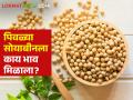 Soybean Market : बार्शी बाजार समितीत सोयाबीनला सर्वाधिक बाजारभाव, असे आहेत बाजारभाव - Marathi News | Latest news 10 may 2024 todays soybean Market in barshi market check here | Latest agriculture News at Lokmat.com