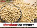 Soybean Market: सोयाबीनची आवक वाढली आता.. भाव ५ हजारांवर कधी जाणार? - Marathi News | Soybean Market: The inward of soybeans has increased now.. When will the price go up to 5000? | Latest agriculture News at Lokmat.com