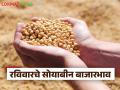 Soybean Bajar Bhav : रविवारी सोयबीनला बाजारात काय मिळाले भाव? वाचा सविस्तर - Marathi News | latest news Soybean Bajar Bhav: What was the price of soybean in the market on Sunday? Read in detail | Latest agriculture News at Lokmat.com