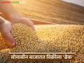 Soybean Market : सोयाबीन बाजारात विक्रीला 'ब्रेक'; काय आहे कारण वाचा सविस्तर - Marathi News | latest news Soybean Market: Sales in the soybean market 'break'; What is the reason? Read in detail | Latest agriculture News at Lokmat.com
