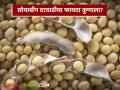 Soybean Market : सोयाबीन दरवाढीचा फायदा कुणाला? जाणून घ्या सविस्तर - Marathi News | latest news Soybean Market: Who benefits from the increase in soybean prices? Find out in detail | Latest agriculture News at Lokmat.com