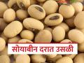 Soybean Market Update : दर वाढले पण माल संपला; सोयाबीन बाजारात नेमकं काय घडलं? - Marathi News | latest news Soybean Market Update: Prices increased but supplies ran out; What exactly happened in the soybean market? | Latest agriculture News at Lokmat.com