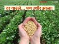 Soybean Market : ४,५०० वर अडकलेले भाव आता वाढले; काय आहे कारण वाचा सविस्तर - Marathi News | latest news Soybean Market: Prices stuck at 4,500 have now increased; Read the reason in detail | Latest agriculture News at Lokmat.com