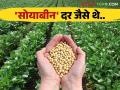 Soybean Market Rate : दिवाळीनंतर सुद्धा सोयाबीन दर जैसे थे! वाचा कुठे किती मिळतोय सोयाबीनला भाव - Marathi News | Soybean Market Rate: Even after Diwali, soybean prices were the same! Read where the price of soybeans is getting | Latest agriculture News at Lokmat.com