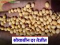 Soybean Market : दर वाढले तेव्हा माल संपला; सोयाबीन बाजारातील कटू वास्तव - Marathi News | latest news Soybean Market: When prices rose, the stock ran out; The bitter reality of the soybean market | Latest agriculture News at Lokmat.com