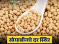 Soybean Market : सोयाबीनचे दर स्थिरच; जिल्ह्यातील बाजार समित्यात आवक १८ हजार क्विंटलवर ! - Marathi News | Soybean prices remain stable; arrivals to the district market committee at 18,000 quintals! | Latest agriculture News at Lokmat.com