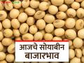 Soybean Bajar Bhav: पिवळा सोयाबीनची आवक किती; कसा मिळाला दर ते वाचा सविस्तर - Marathi News | Soybean Bazaar Bhav: How much is the arrival of yellow soybeans; Read in detail how the price was obtained | Latest agriculture News at Lokmat.com