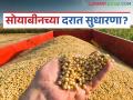 Soybean Market Update: सोयाबीनच्या दरातील घसरण थांबणार का? जाणून घ्या काय आहे कारण - Marathi News | Soybean Market Update: latest news Will the decline in soybean prices stop? Find out what is the reason | Latest agriculture News at Lokmat.com