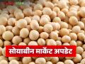 Soybean Market Update : बाजारात वाढली सोयाबीनची आवक; कसा मिळतोय दर ते वाचा सविस्तर - Marathi News | latest news Soybean Market Update: Soybean arrivals in the market have increased; Read in detail how prices are being obtained | Latest agriculture News at Lokmat.com
