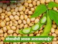 Soybean Market :सोयाबीनची आवक थांबता थांबेना; 'या' बाजार समित्यांचे नियोजन कोलमडले वाचा सविस्तर - Marathi News | latest news Soybean Market: Soybean arrivals continue to stagnate; Planning of 'these' market committees has collapsed. Read in detail | Latest agriculture News at Lokmat.com