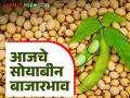 Soybean Bajar Bhav : 'या' दोन बाजारात सोयाबीनची आवक; सरासरी दर मिळाला का? वाचा सविस्तर - Marathi News | Soybean Bajar Bhav : Soybean arrival in these two markets; Got an average rate? Read in detail | Latest agriculture News at Lokmat.com