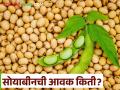 Soybean Bajar Bhav : सोयाबीनची आवक घटली ; हा मिळाला भाव वाचा सविस्तर - Marathi News | Soybean Bajar Bhav: Soybean arrivals down; Read the price in detail | Latest agriculture News at Lokmat.com