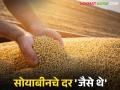 Soybean Market Update : बाजारात सोयाबीनची आवक वाढली; पण दर 'जैसे थे'! वाचा सविस्तर - Marathi News | latest news Soybean Market Update: Soybean arrivals increased; but prices remained the same Read in detail | Latest agriculture News at Lokmat.com