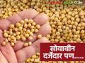 Soybean Market Update : अति पावसाने उत्पादन घटले, बाजारात भाव कोसळले! - Marathi News | latest news Soybean Market Update: Production decreased due to heavy rains, prices collapsed in the market! | Latest agriculture News at Lokmat.com