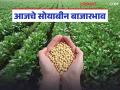 Soybean Bajar Bhav : 'पिवळ्या' जातीला मागणी कायम; सोयाबीन दरात थोडी नरमाई वाचा सविस्तर - Marathi News | latest news Soybean Bajar Bhav : Demand for 'yellow' variety remains; Soybean prices ease slightly Read in detail | Latest agriculture News at Lokmat.com