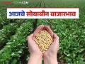Soybean Bajar Bhav: बाजार समितीत सोयाबीनची आवक मंदावली; कसा मिळाला दर ते वाचा सविस्तर - Marathi News | Soybean Bazaar Bhav: Soybean arrivals in the market committee have slowed down; Read in detail how the price was obtained | Latest agriculture News at Lokmat.com