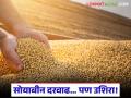 Soybean Market : ४० हजार क्विंटल सोयाबीन विक्रीनंतर दरवाढ; क्विंटलमागे किती रुपयांची उडी वाचा सविस्तर - Marathi News | latest news Soybean Market: Price hike after sale of 40,000 quintals of soybean; Read in detail how much rupees per quintal has jumped | Latest agriculture News at Lokmat.com