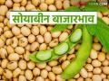 Soybean Market Update : सोयाबीन बाजारभावात मोठे चढ-उतार; शेतकऱ्यांना दिलासा मिळणार का? वाचा सविस्तर - Marathi News | latest news Soybean Market Update: Big fluctuations in soybean market prices; Will farmers get relief? Read in detail | Latest agriculture News at Lokmat.com
