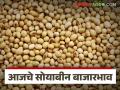 Soybean Bajar Bhav : सोयाबीनच्या आवकेत घट; पिवळ्या जातीला मागणी कायम वाचा सविस्तर - Marathi News | latest news Soybean Bajar Bhav: Decrease in soybean arrivals; Yellow variety continues to be in demand Read in detail | Latest agriculture News at Lokmat.com