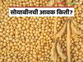 Soybean Bajar Bhav : राज्यातील बाजार समितीमध्ये सोयाबीनची आवक १ लाख क्विंटल पार ; काय मिळतोय दर ते वाचा सविस्तर - Marathi News | Soybean Bajar Bhav: Soybean arrival in the market committee of the state crossed 1 lakh quintals; Read in detail what is the rate | Latest agriculture News at Lokmat.com